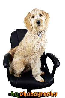 Dog Sitting in Office Chair painting