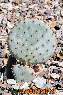 Baby Prickly Pear Cactus painting