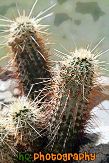 Cacti on San Tan Mountain Regional Park in Arizona painting