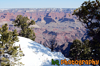 Snow, Trees, & Grand Canyon View painting