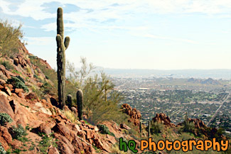 Cactus & Camelback Mountain View painting