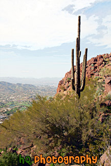 Camelback Mountain & Cactus painting