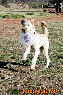 Dog Carrying Frisbee painting