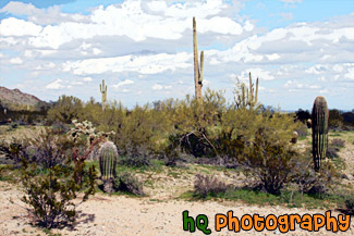 Arizona Cacti & Clouds painting