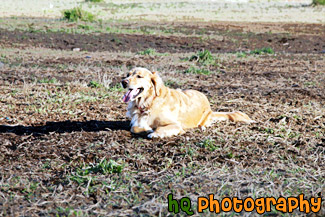 Golden Retriever Panting on Ground painting