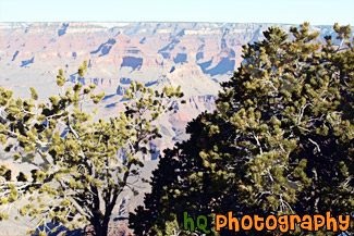 Trees in Foreground of Grand Canyon painting