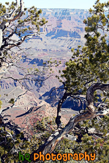 Grand Canyon Through Trees painting