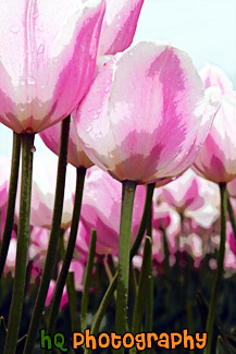 Light Pink Tulips painting