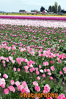 Tulip Field in Skagit Valley painting