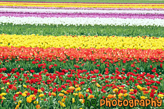 Colorful Tulip Field painting