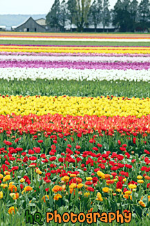 Tulip Field & Barn painting