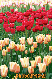 Tulips in Field Close Up painting
