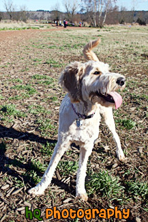 Dog Panting painting