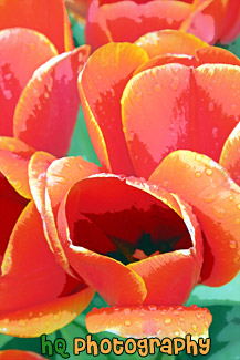 Red Tulips Close Up painting
