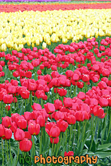 Tulip Rows of Yellow & Red painting