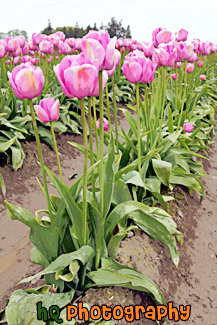 Rows of Pink Tulips painting