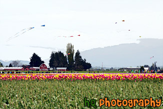 Skagit Valley Tulip Festival painting