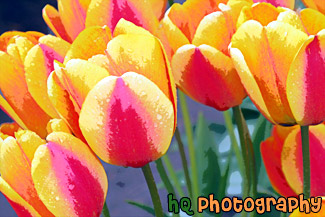 Red & Yellow Tulips Up Close painting