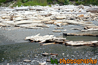 Driftwood on Ruby Beach painting