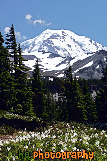 Mt. Rainier at Spray Park painting