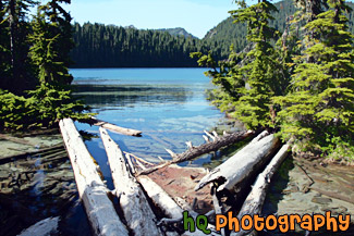 Mowich Lake & Logs painting