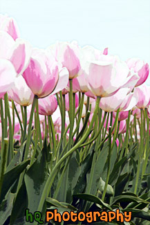 Pink Tulips, April 2010 painting