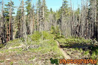 Hiking Trail Near Chelan painting