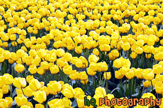 Yellow Tulips painting