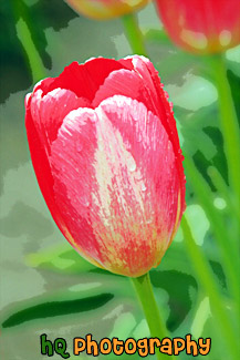 Single Red Tulip painting