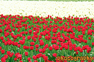 Field of Red and White Tulips painting