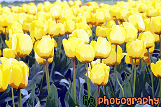 Yellow Tulip Field Up Close painting