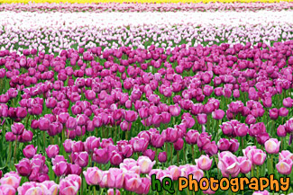 Field of Pink and Purple Tulips painting