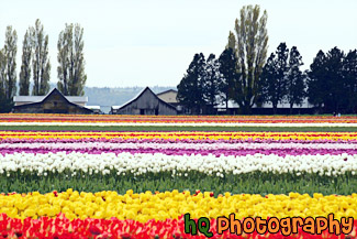 Skagit Valley Tulip Fields painting