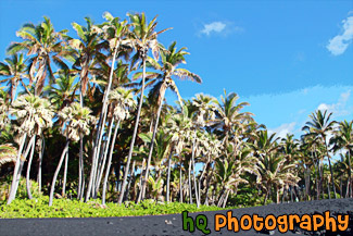 Black Sand Beach & Palm Trees painting