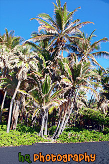 Black Sand Beach at Punaluu, Big Island painting