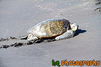 Sea Turtle on Black Beach painting