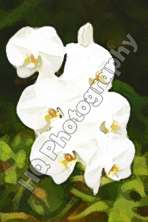 White Flowers in Hawaii painting