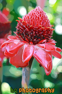 Red Hawaiian Flower painting