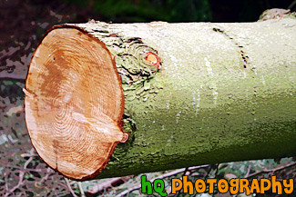 Close up of a Log painting