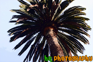 Looking Up at Palm Tree painting