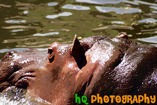 Hippopotamus Face painting