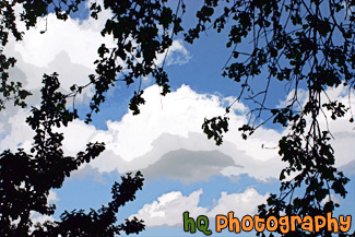 Clouds, Blue Sky, & Tree Branches painting