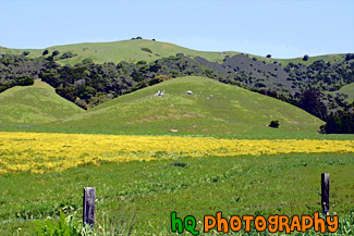 Marin County Landscape of Hills painting