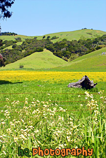 Beautiful Marin County Landscape painting