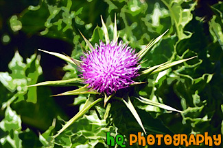 Winged Thistle - Californian Purple Wildflower painting