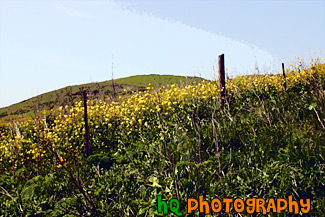 California Yellow Wildflowers painting