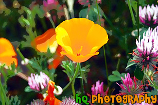 California Orange Poppy painting