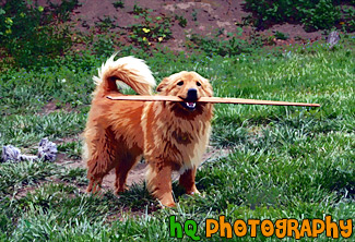 Dog Biting a Stick painting