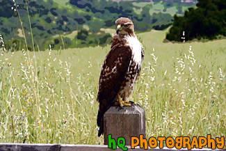 Hawk on Post painting