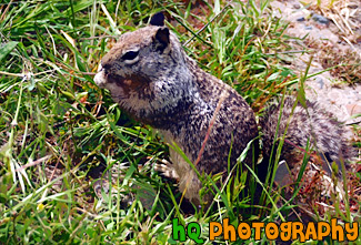 Close up of a Squirrel painting